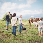 Familieopstelling met paarden