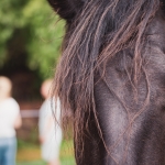 Paarden en je hart