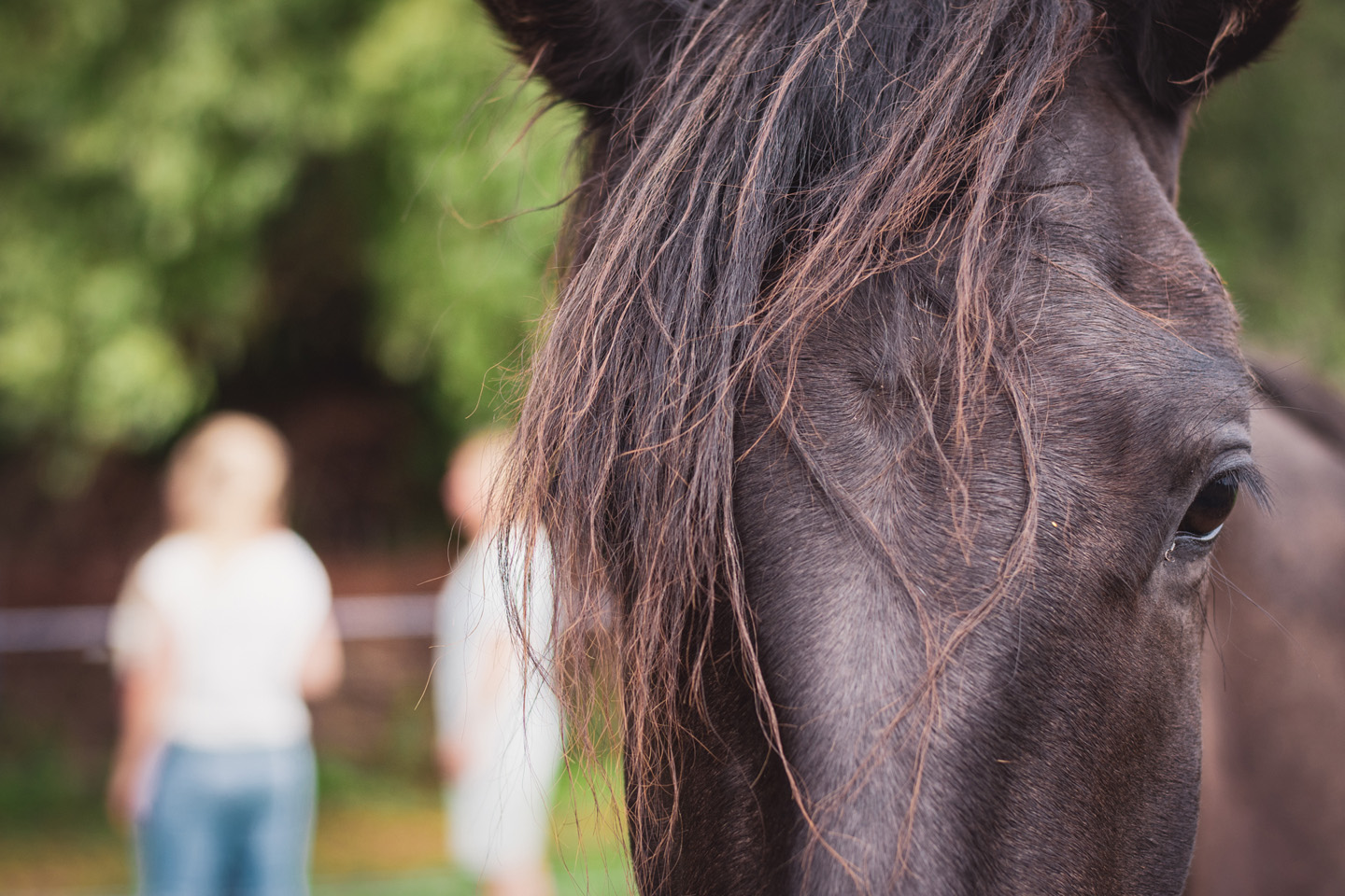 Paarden en je hart