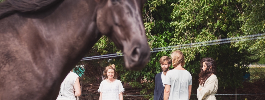 Workshop: paarden en je hart