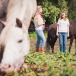 coaching met paarden