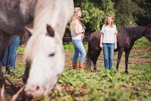 coaching met paarden