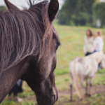 coaching met paarden