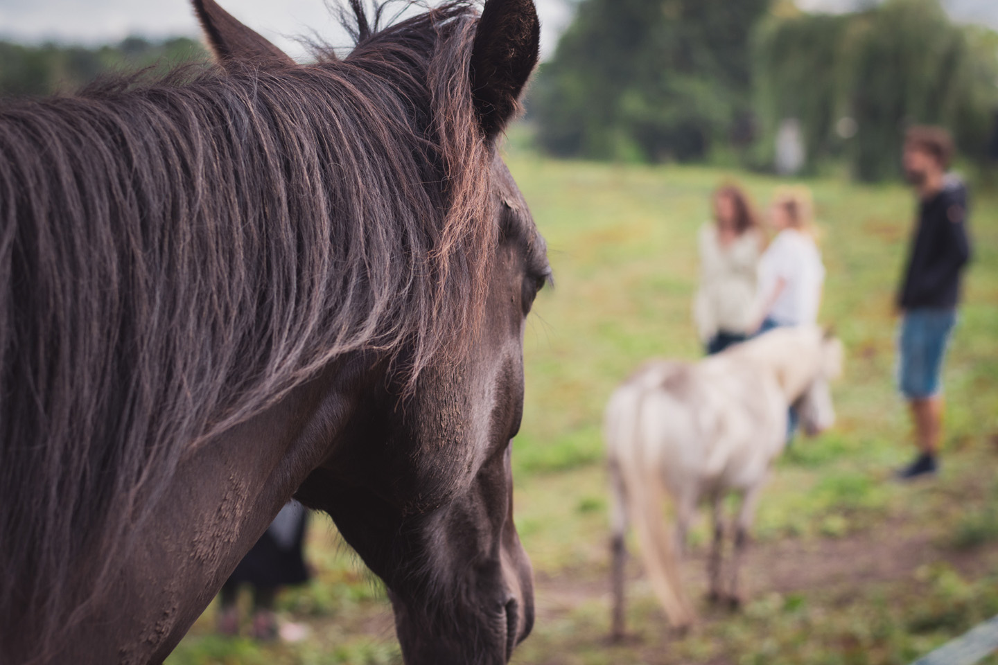 coaching met paarden